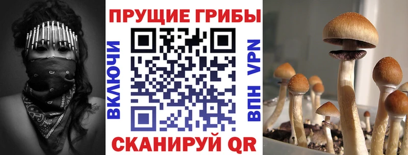 blacksprut вход  Калининск  Псилоцибиновые грибы Magic Shrooms 